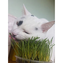 Cat Grass Oat 3 Pack by Cat FurNature…