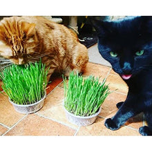 Cat Grass Oat 3 Pack by Cat FurNature…