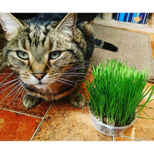 Cat Grass Oat 3 Pack by Cat FurNature…