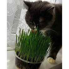 Cat Grass Oat 3 Pack by Cat FurNature…