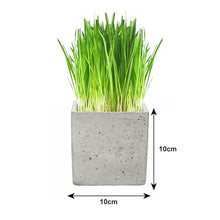 Luxury Cat Grass Pots and Growing Kits by Cat FurNature (Concrete Cube)