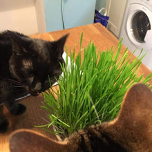 Luxury Cat Grass Pots and Growing Kits by Cat FurNature (Concrete Cube)