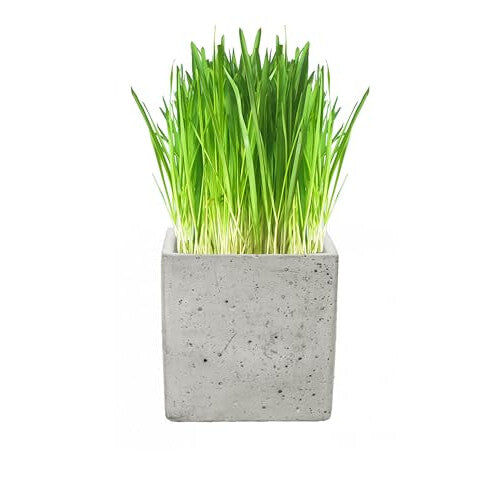 Luxury Cat Grass Pots and Growing Kits by Cat FurNature (Concrete Cube)